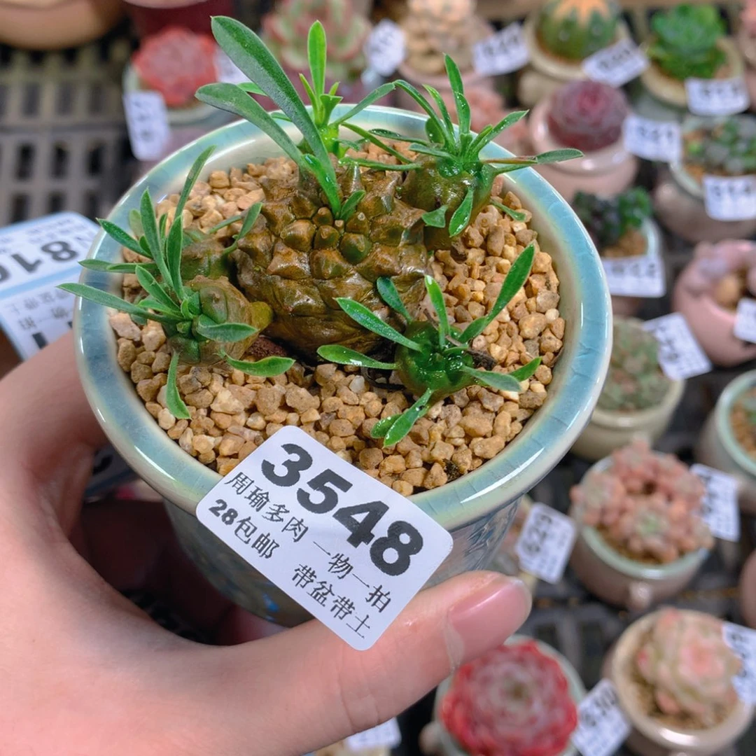 5厘米盆精控多肉3548