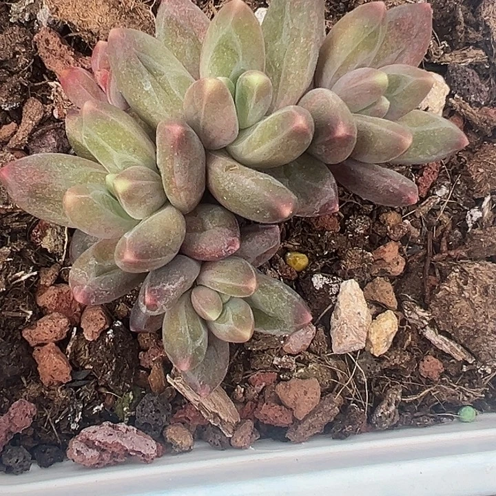 美人杂交特价一物一拍