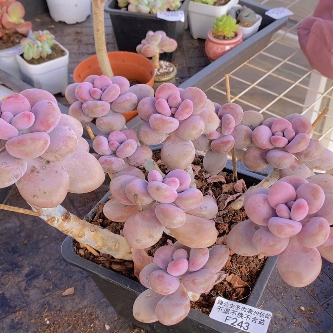 腰子桃蛋16cm243多肉植物
