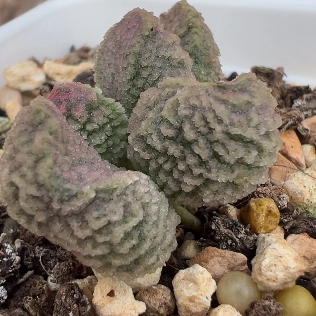 实生新品多肉植物水泡多肉植物