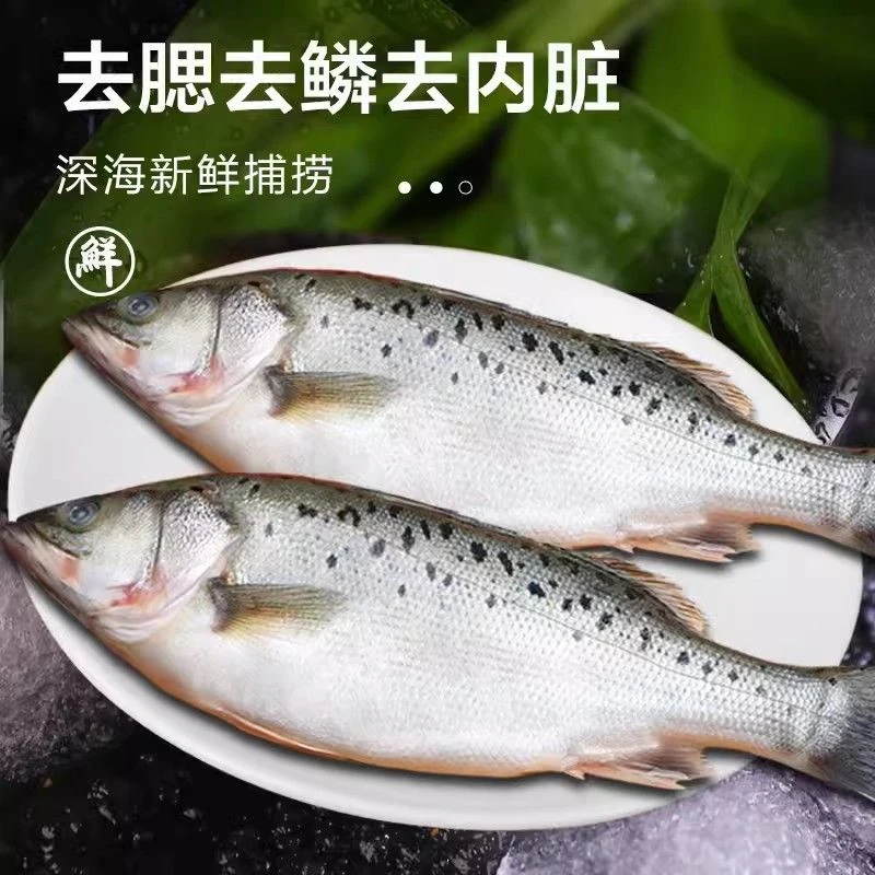 【鲜活现杀】胶质丰裕海鲈鱼蒜瓣肉质爽嫩鲜香约1.5斤