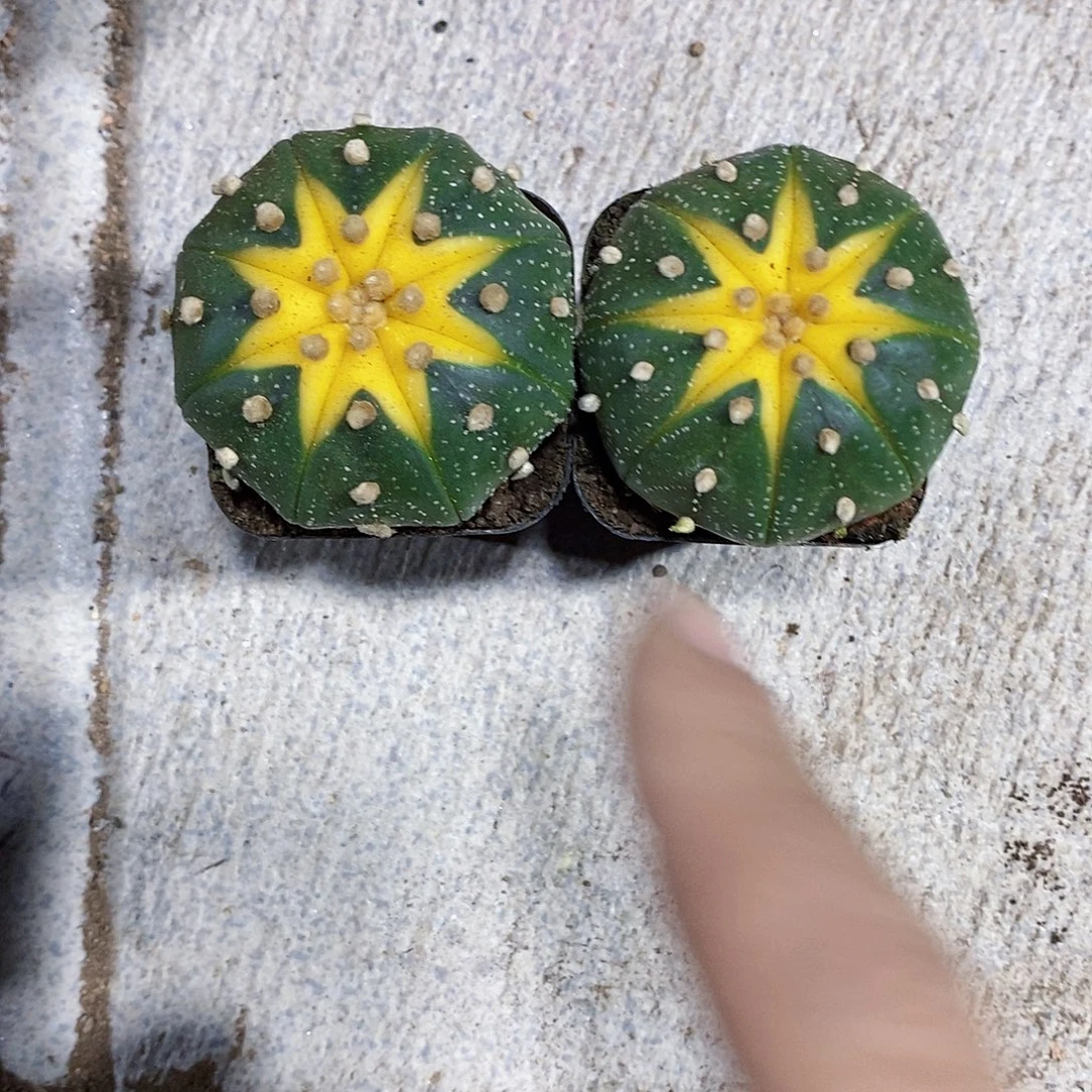 两个兜2222222222个