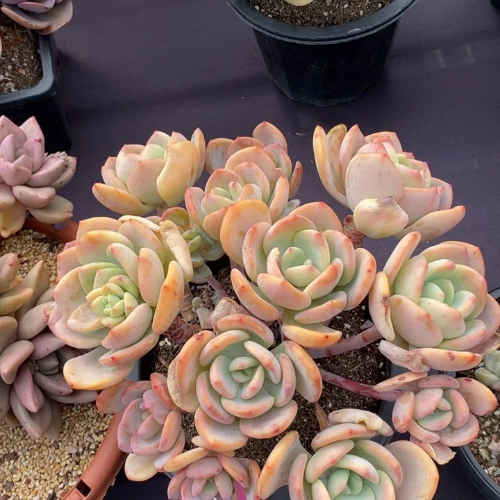 429白月光肉肉肉肉肉