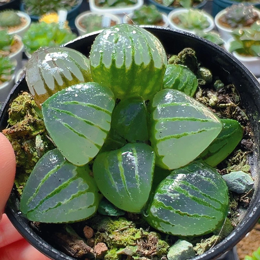 翠虎玉露玉露多肉植物一颗