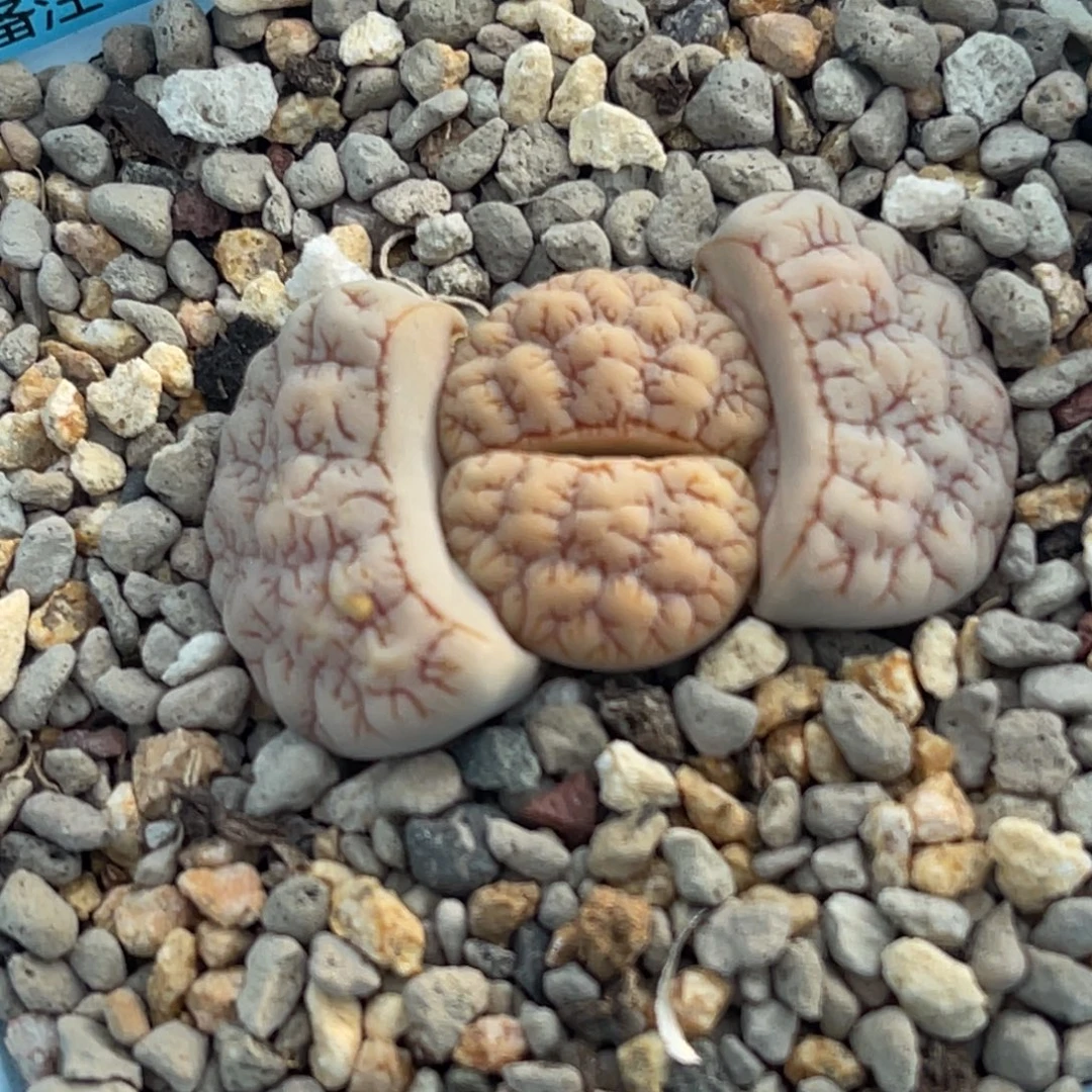 6535睫毛蜜纹脑纹189一颗