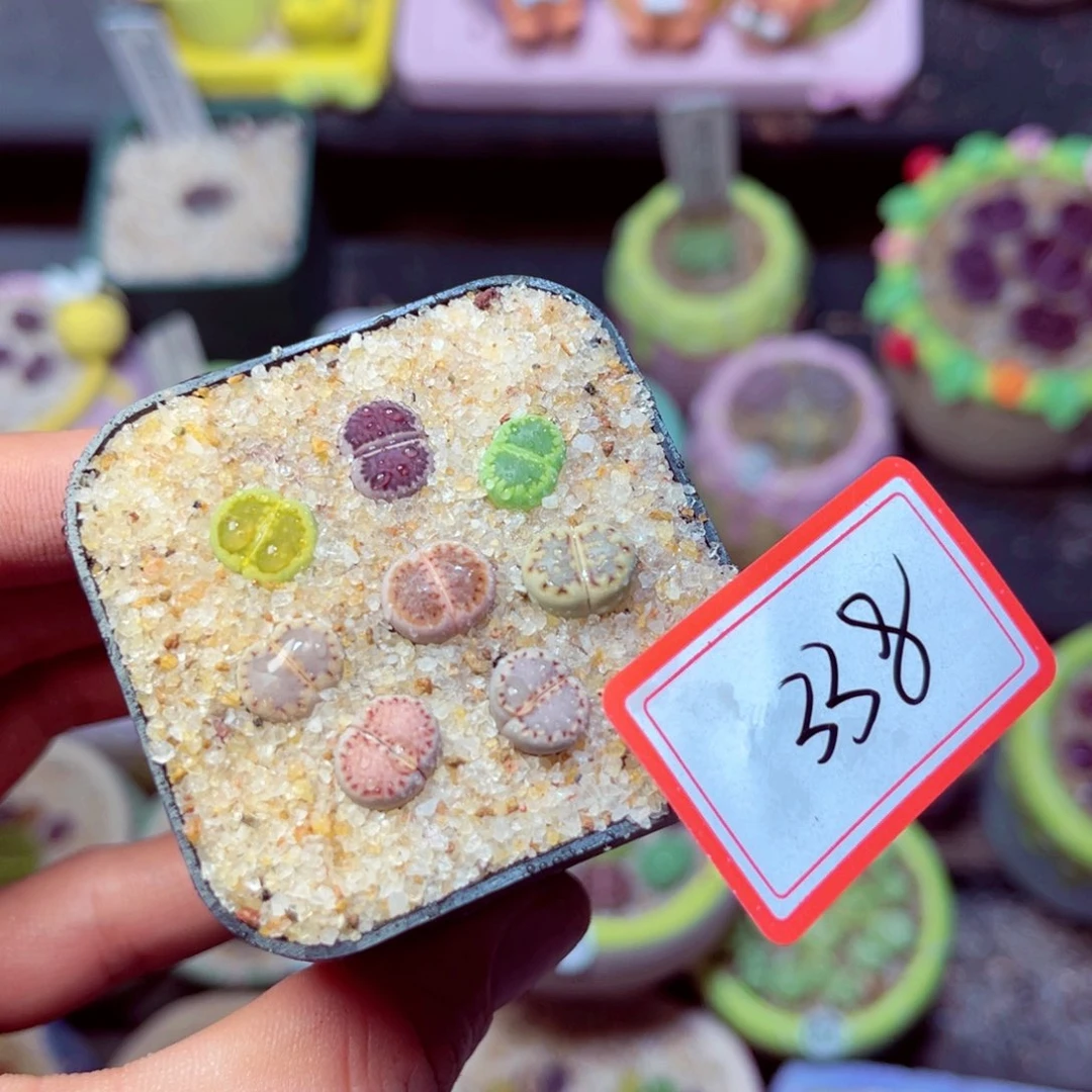 338生石花带盆发