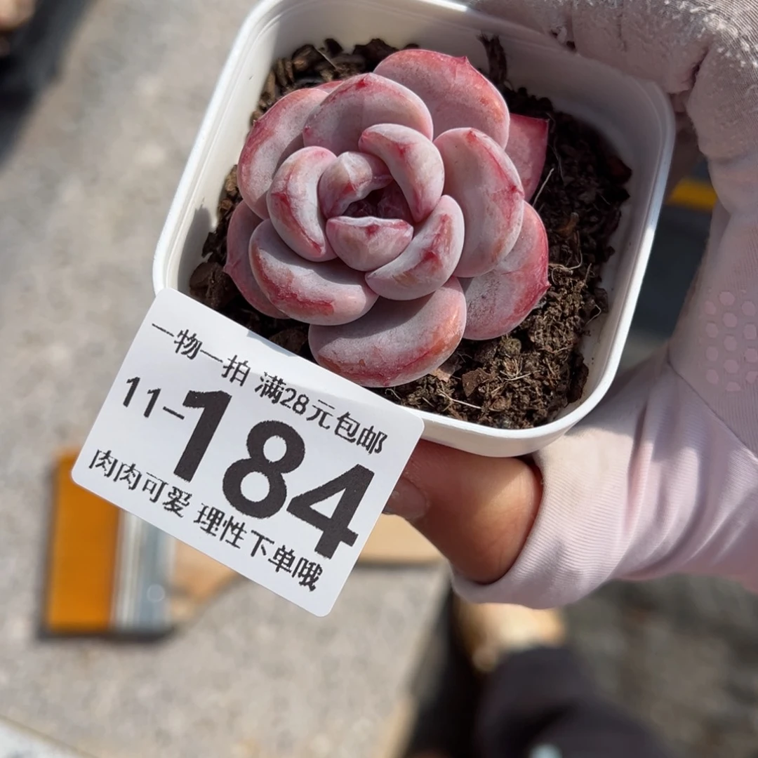 星星雪多肉多肉多肉多肉多肉