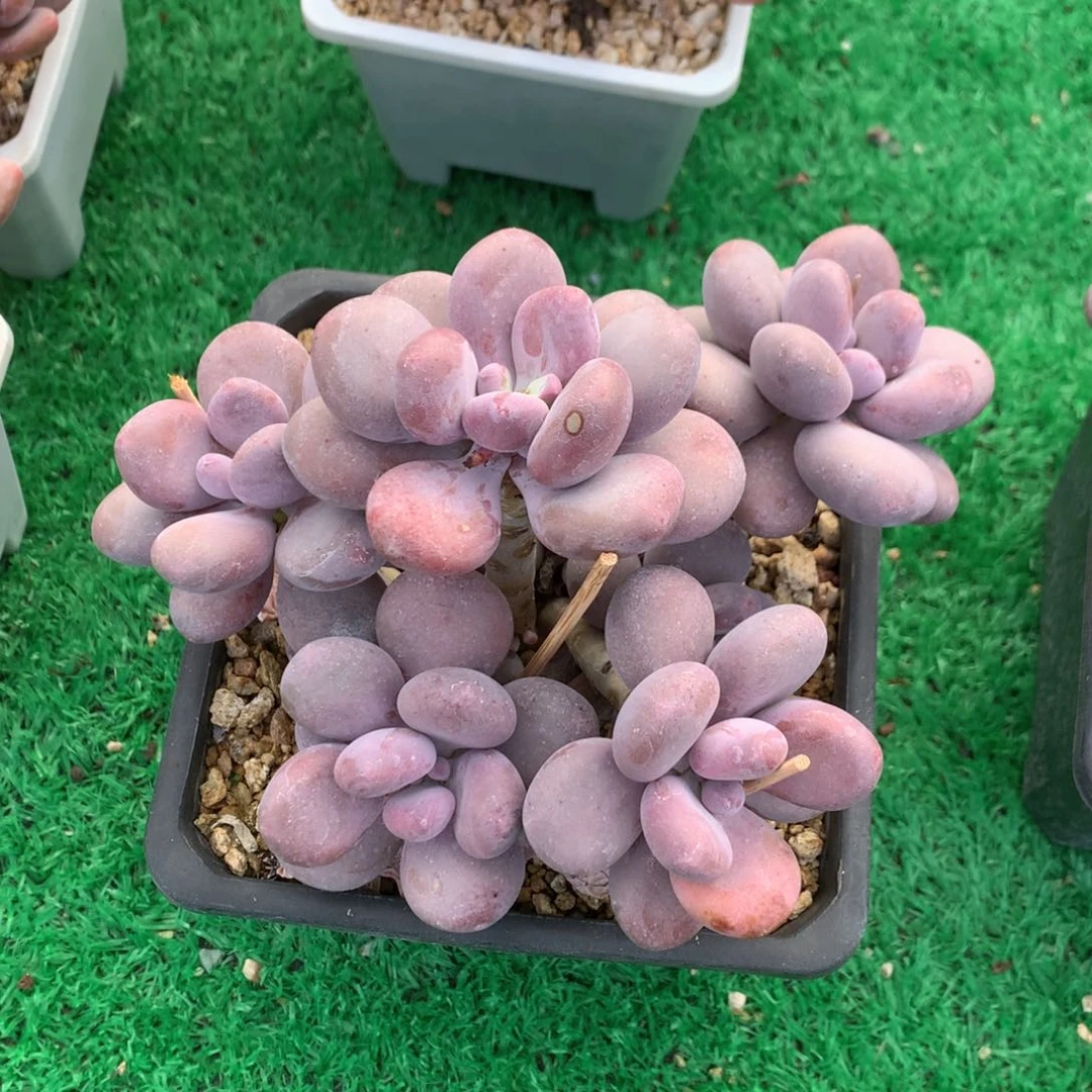 彩虹奶酪无砍老桩