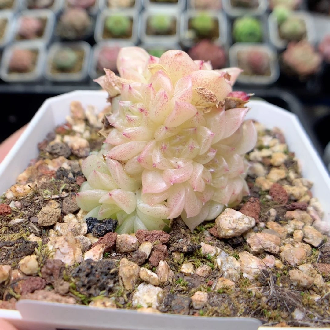 D57 ，柿子多肉20包邮两天凑单