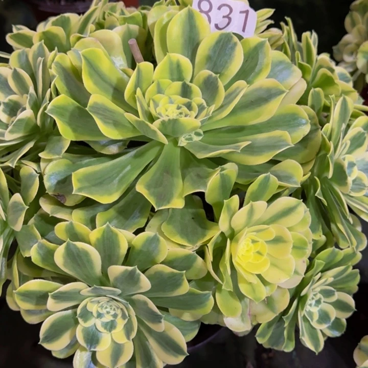 000000000000831绿豆沙多肉植物