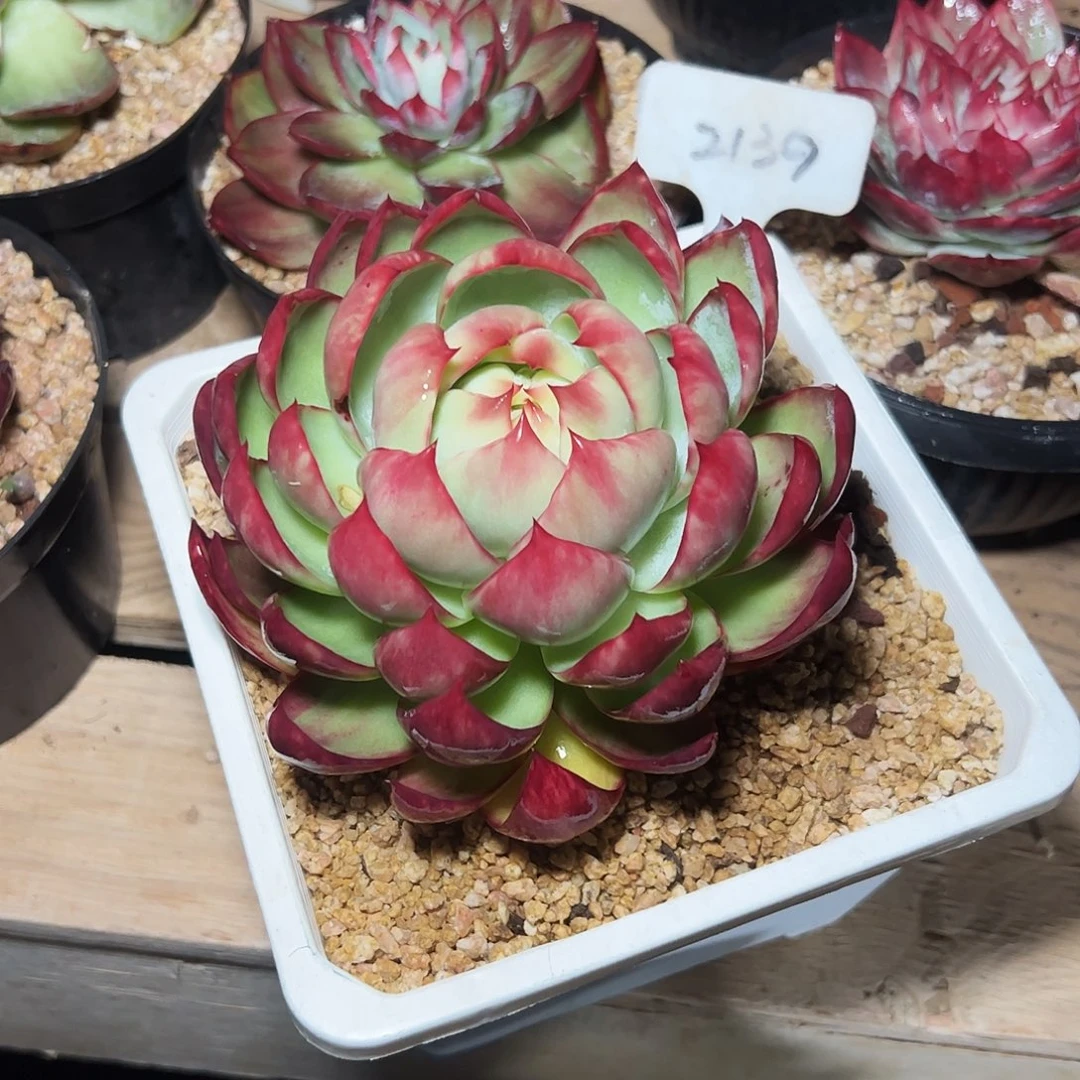 安***西惊鸿仙子2139号有干疤介意勿拍