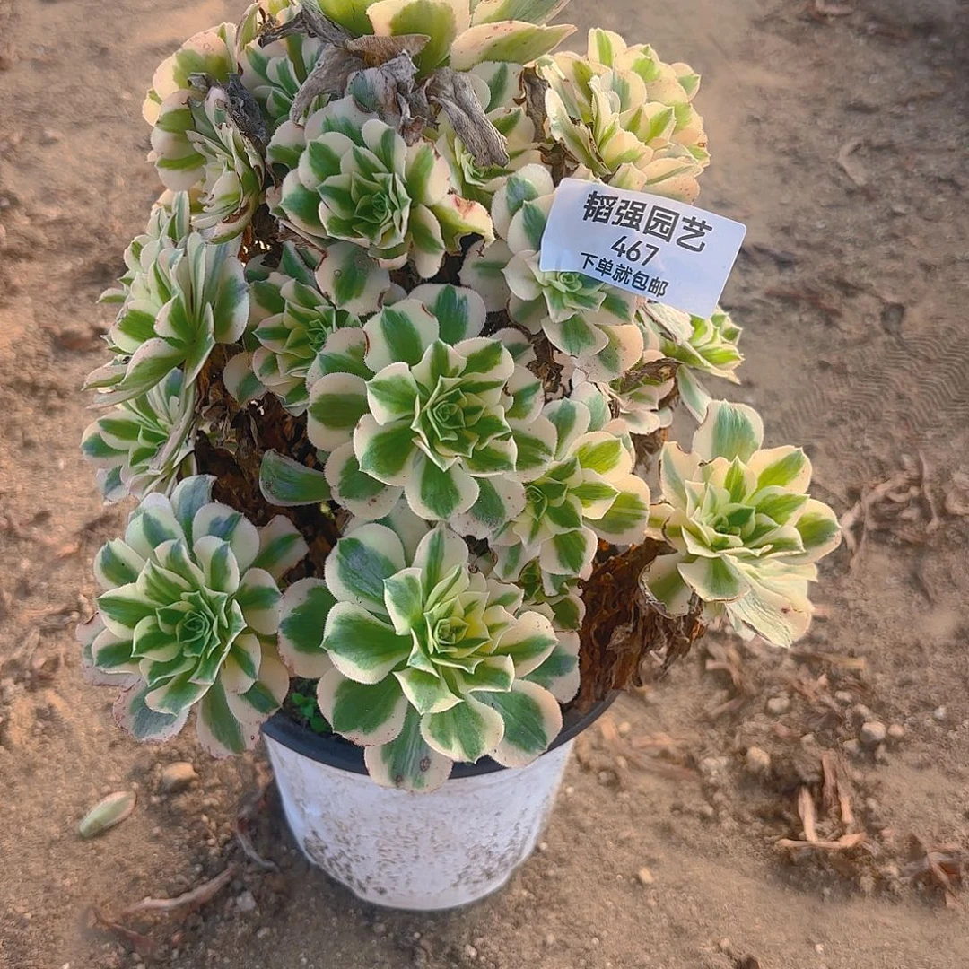 迈巴赫多肉植物467