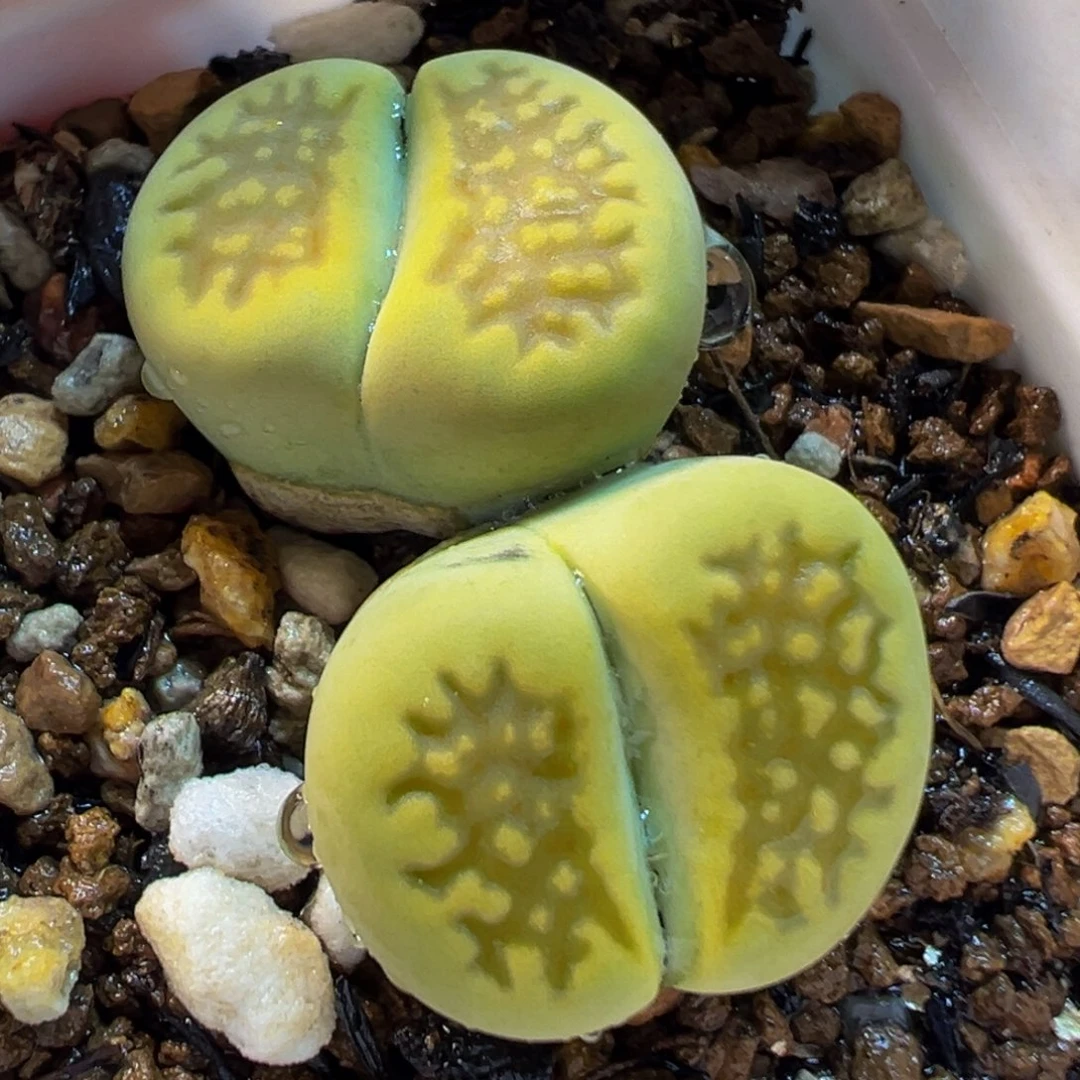 175多肉植物种类多样