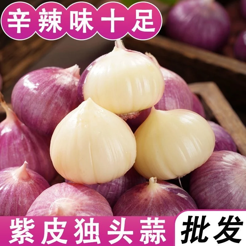 【特价抢5斤】紫皮独头大蒜头批发云南紫皮独蒜特大果农产品生鲜