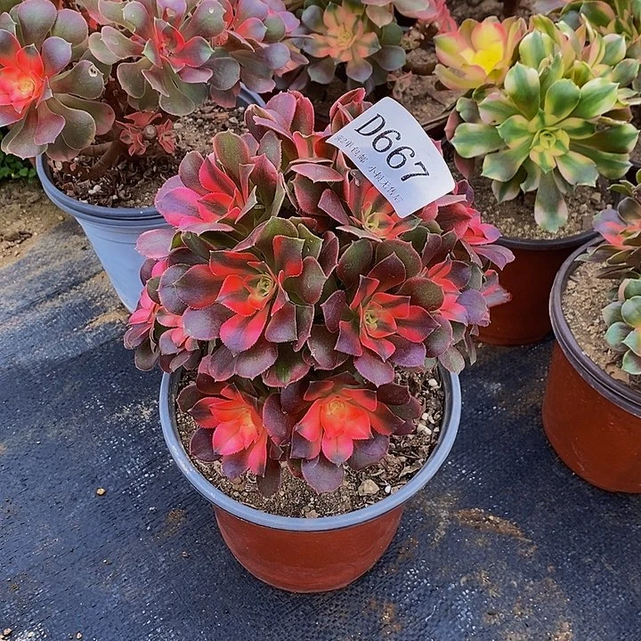 667香妃多肉母本处理无售后