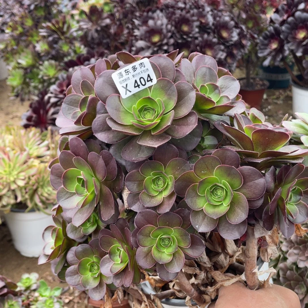 魅金玫瑰砍过头乱桩多肉法师断枝不包