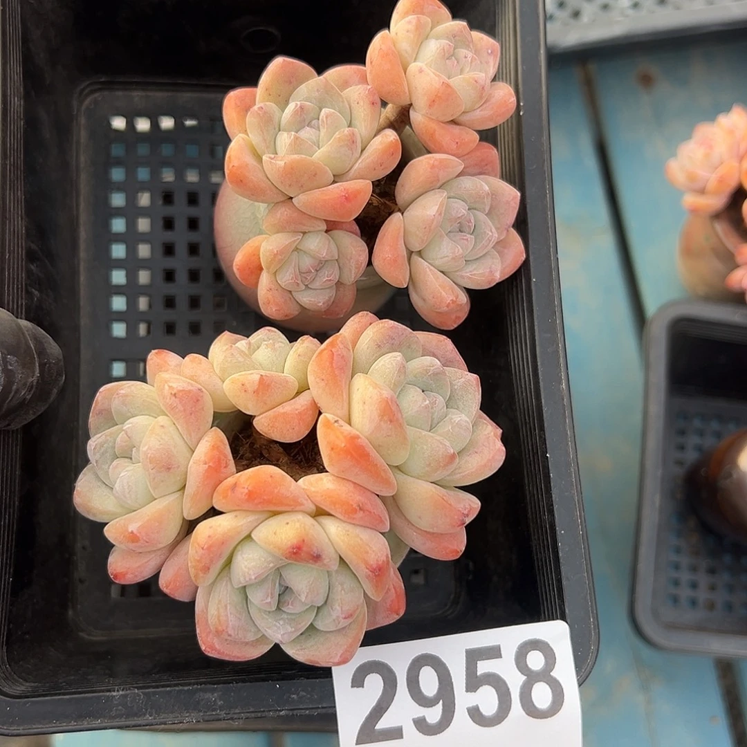 素***花2958，俩个四头冰玉带盆发的