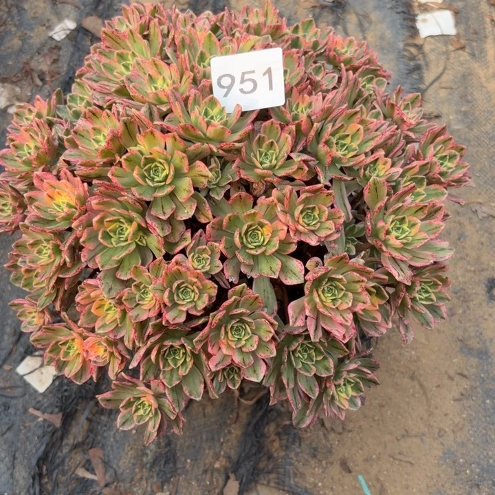 甜茶多肉植物不包损951