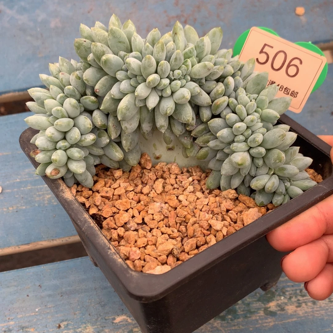 宽叶奶糖缀化一物一拍