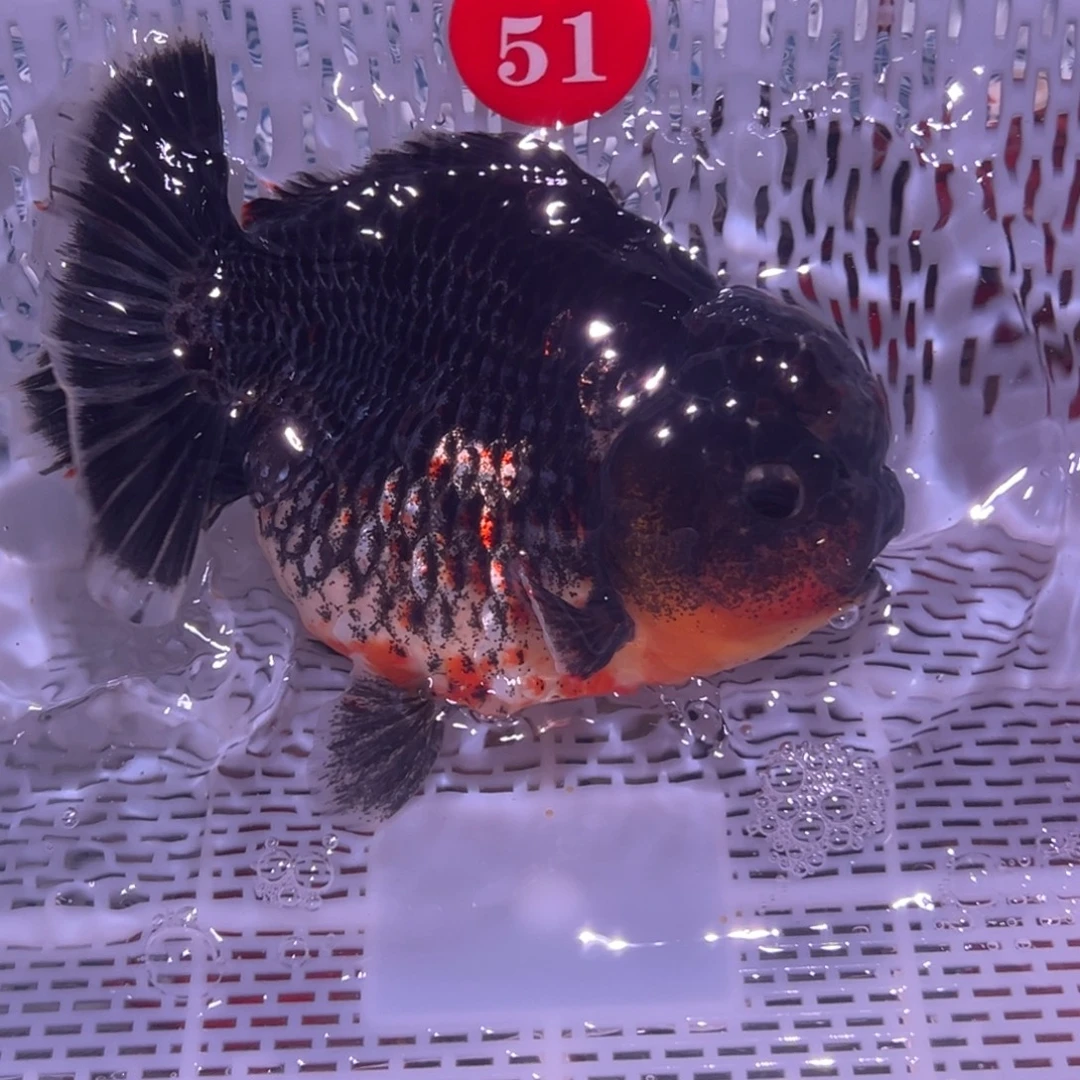 天***虹海水鱼你好忙吧忙了你好无聊呀还