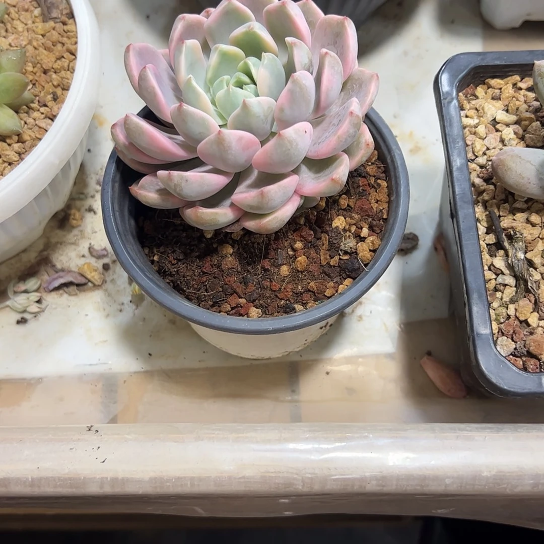 弄***！红粉佳人锦多肉植物