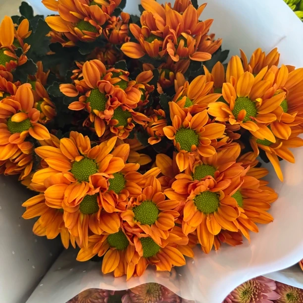 小雏菊 橙三文  9支+1支损耗