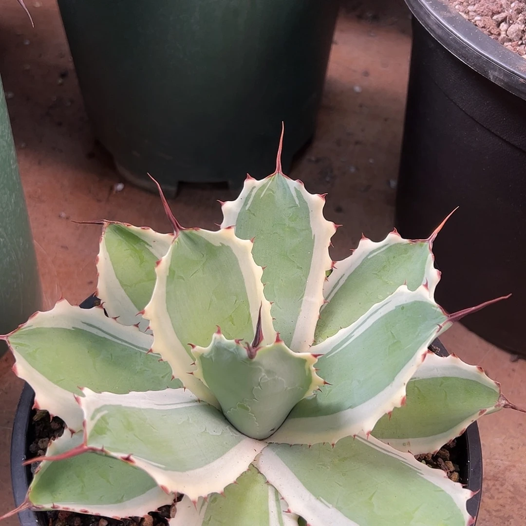 无花朵多肉植物雪球龙舌兰