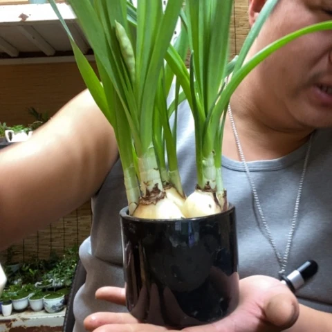 红陶黑水仙一个包邮