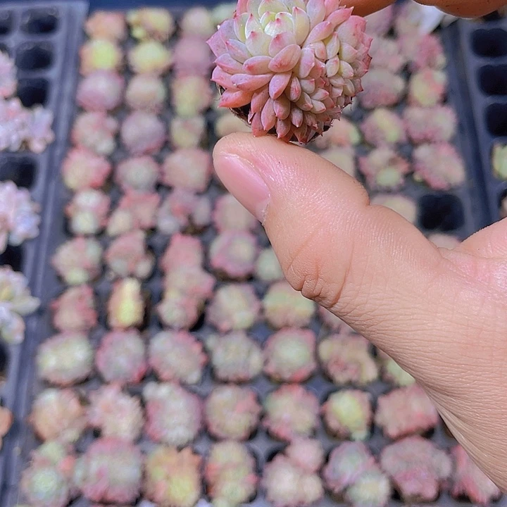 甘露坠化 【满10颗包邮】