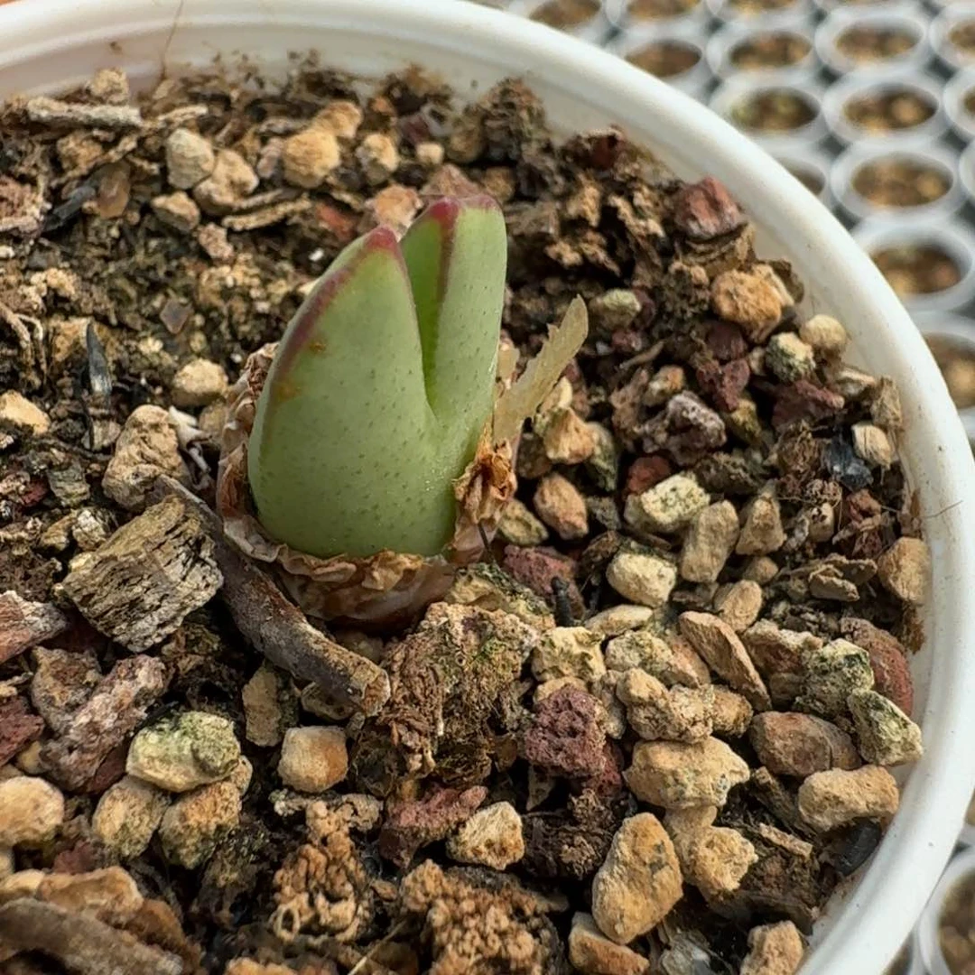 329皮卡丘带盆发货