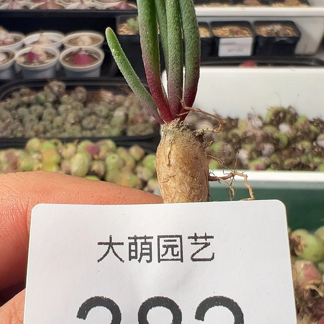 一物一拍。          382