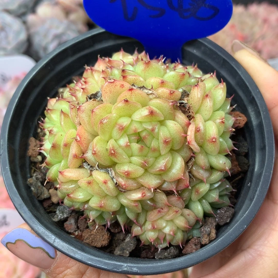 小胖子麦秆捧花群2548