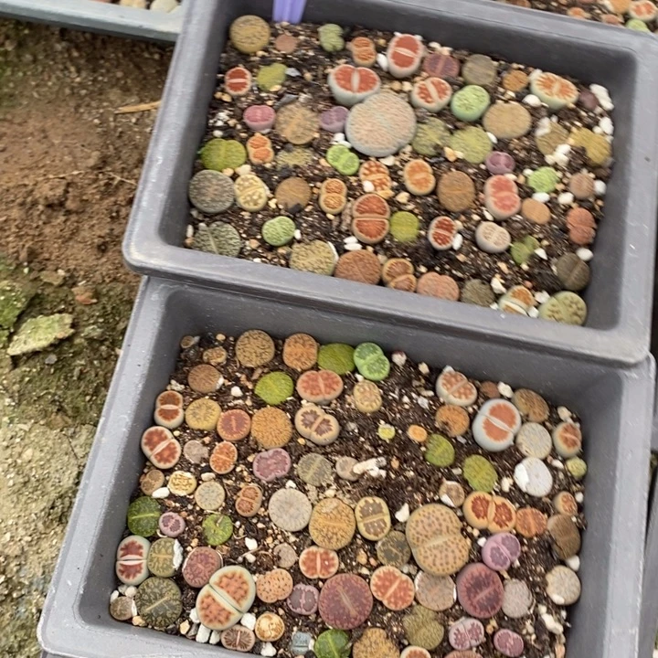 爆****生石花的季节是春天799