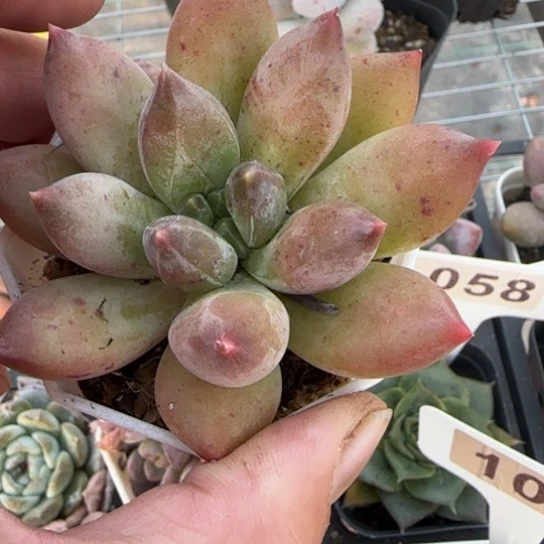 223重楼多肉植物多