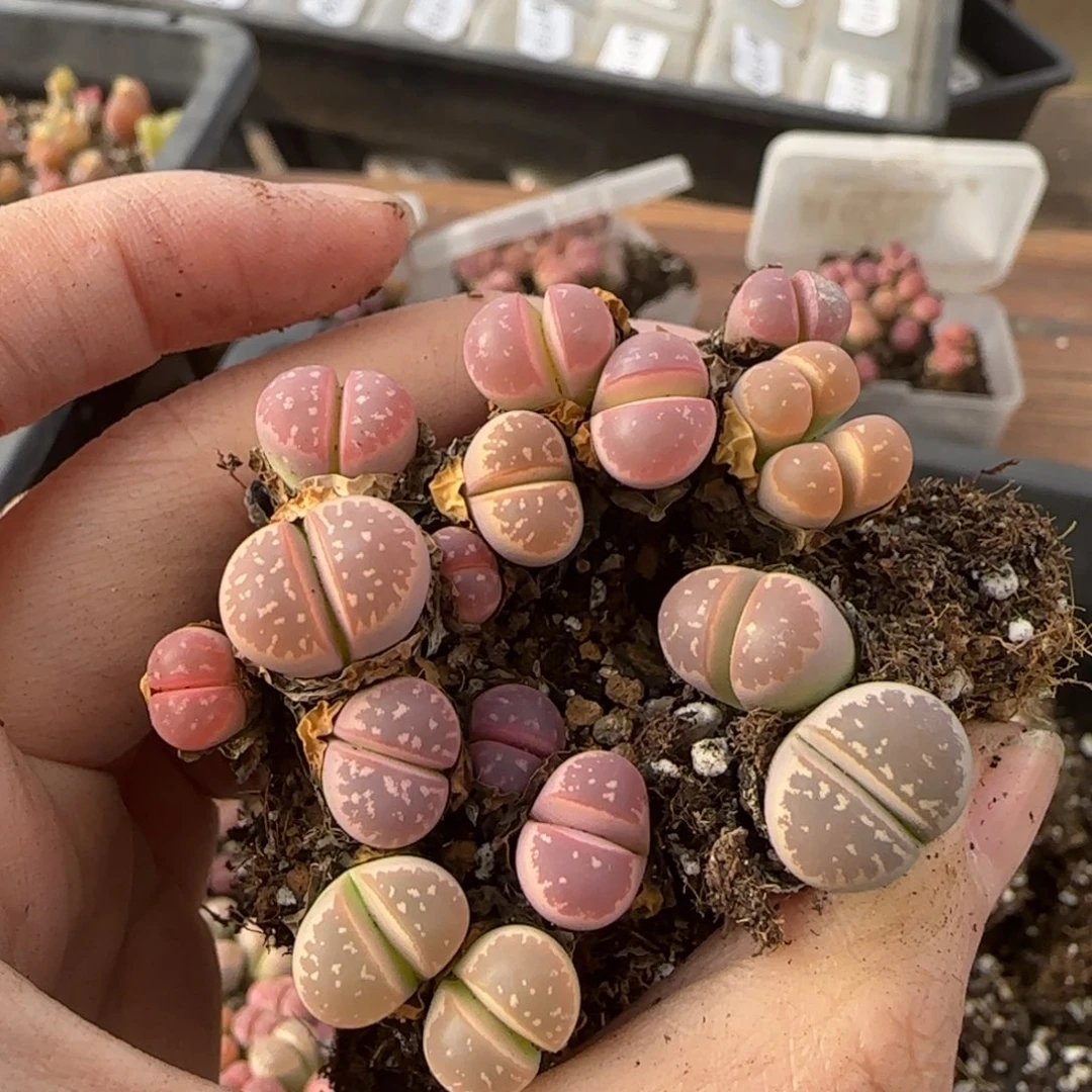 12.9爱萌多肉母本福利8100