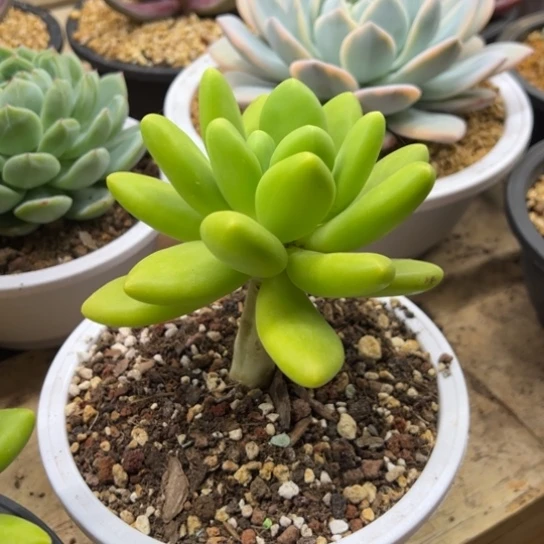 鱼***2芒果奶 老桩 夏鸣园艺