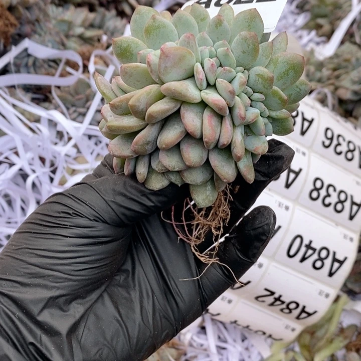 秋****822 石榴籽缀化福利呀呀呀