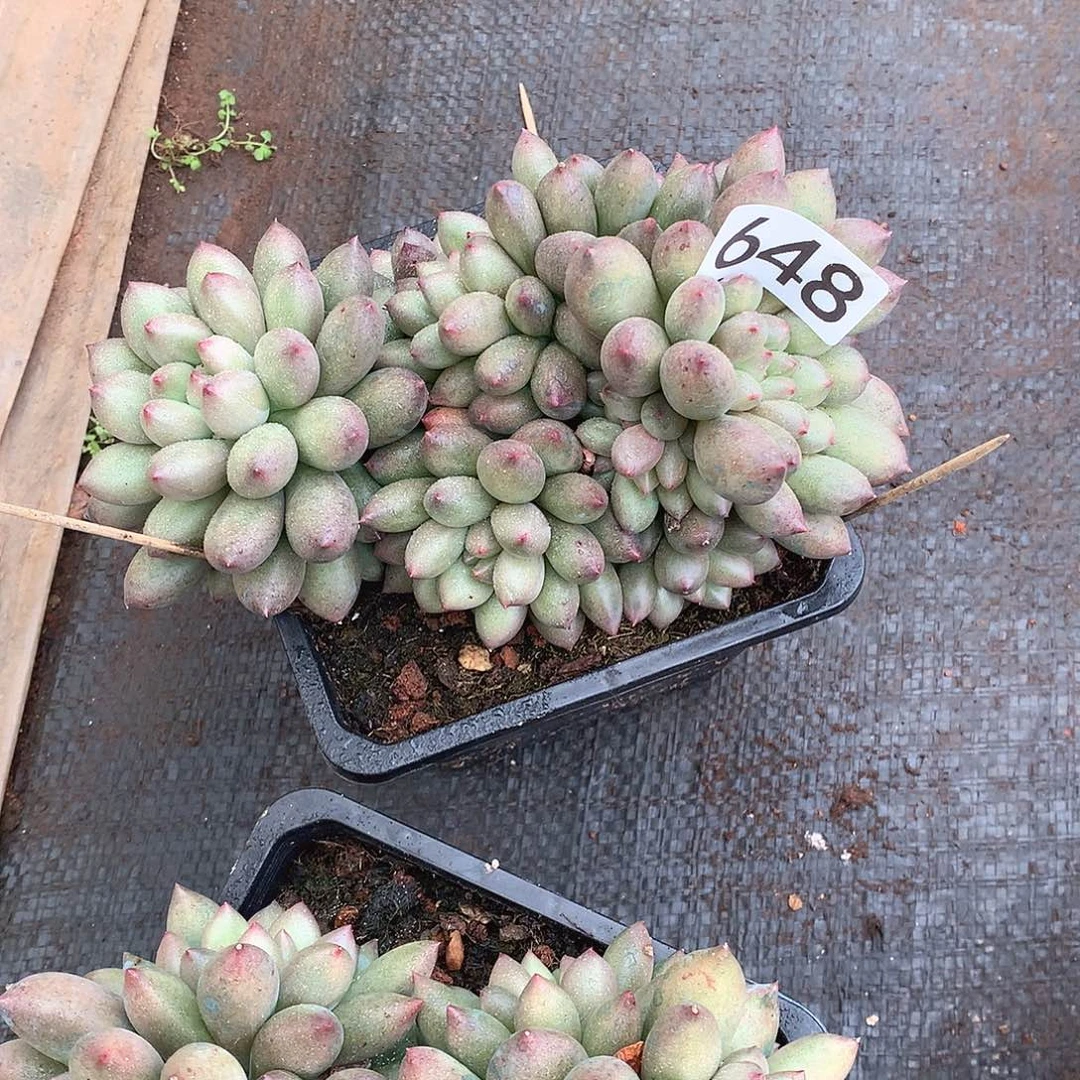 648 一物一拍多肉