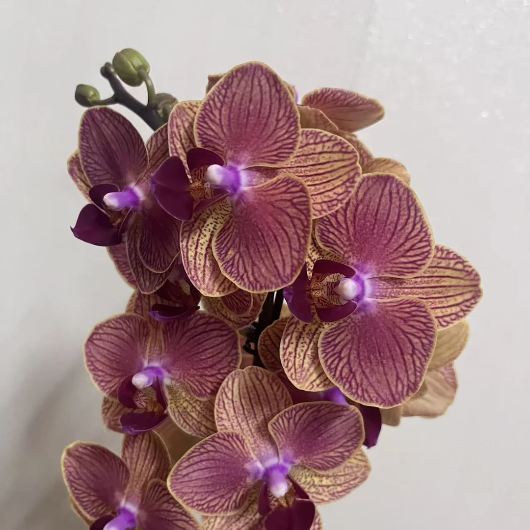 蝴蝶兰【金元宝】 年宵花 室内花花 广州基地直发