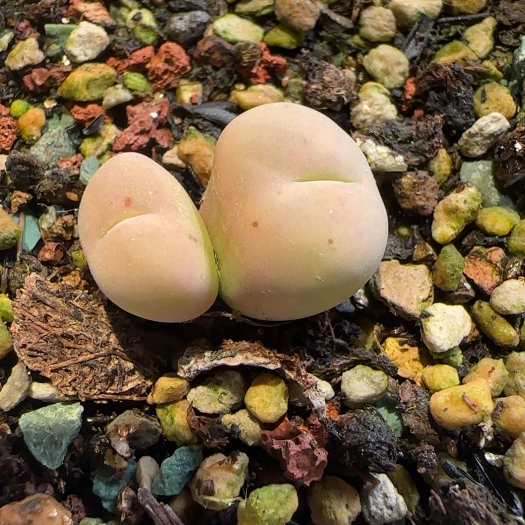 嘴杂多肉植物一颗