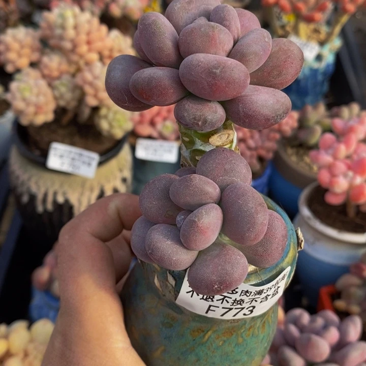 海*烟美人773多肉植物