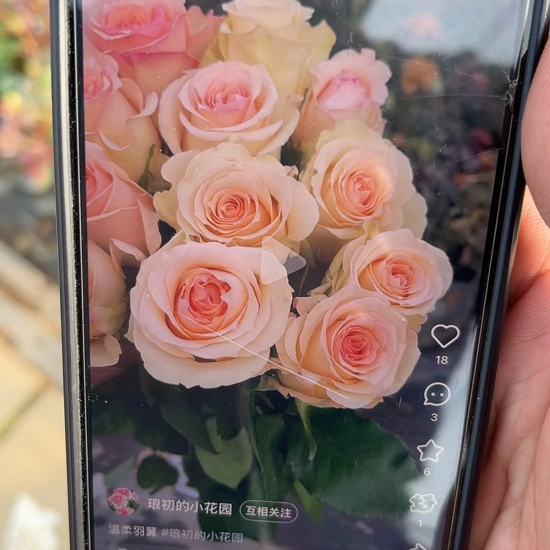 无花朵———温柔羽翼 福利款