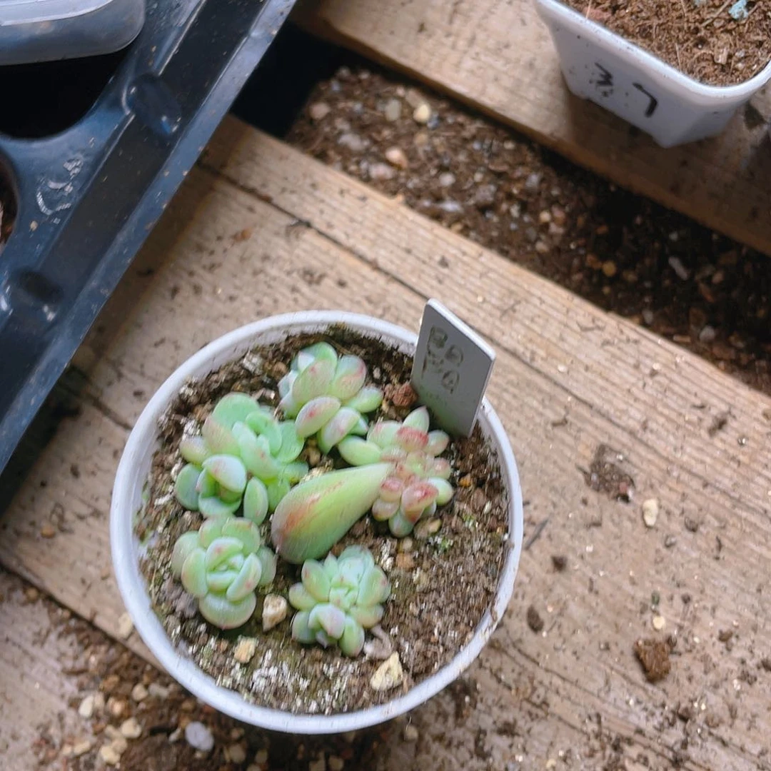 阳阳甜心中苗一个满25包邮