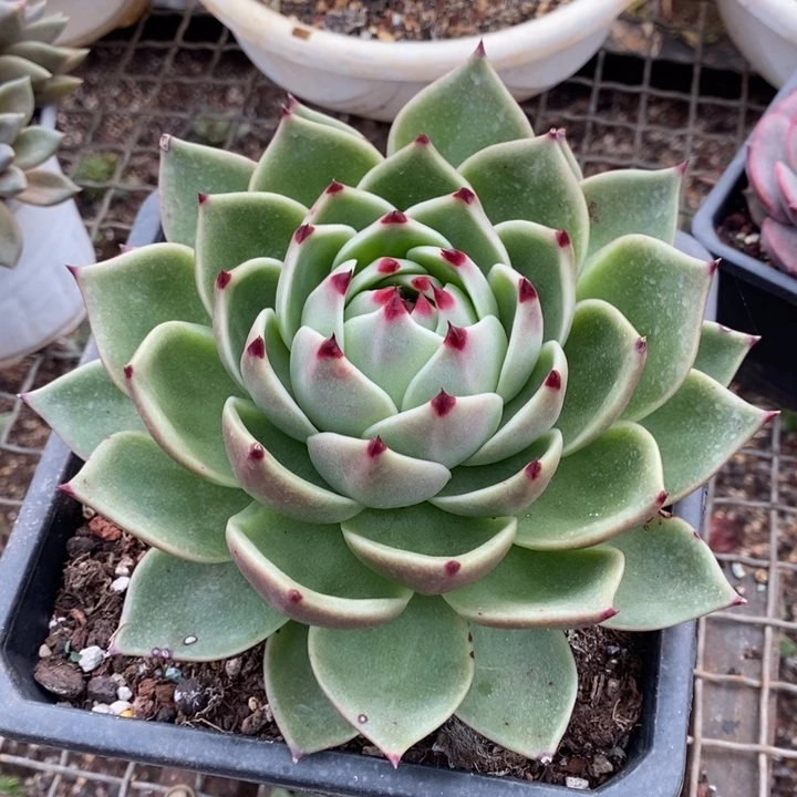 D007- 直播福利 蓝龙