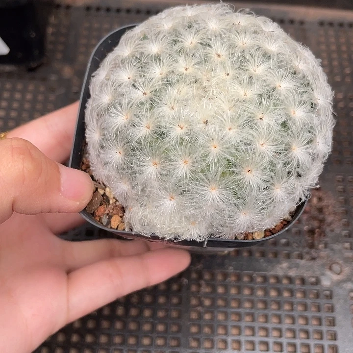 127佛头白星仙人球植物