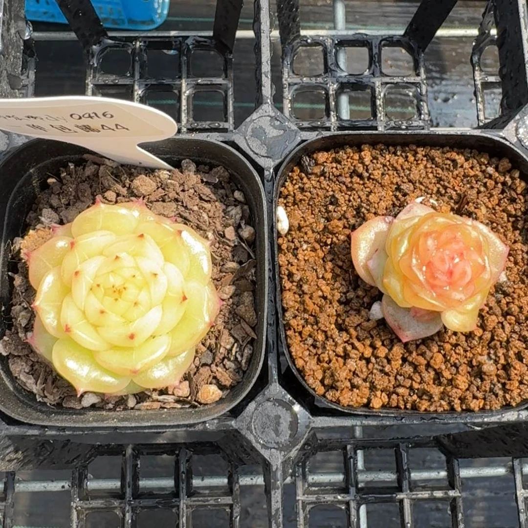 0416-44-打包两颗福利