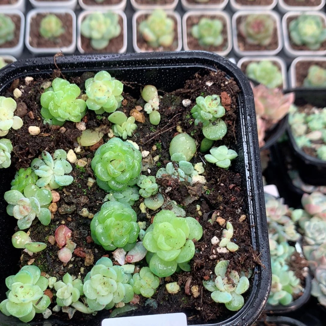 无花朵F143英语英语呀