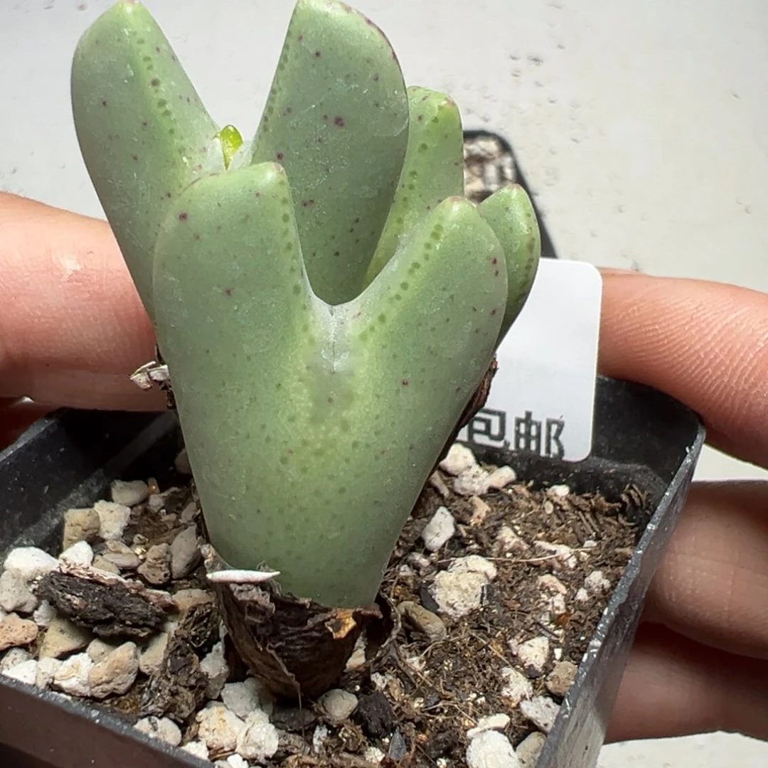 【闪购商品】977……