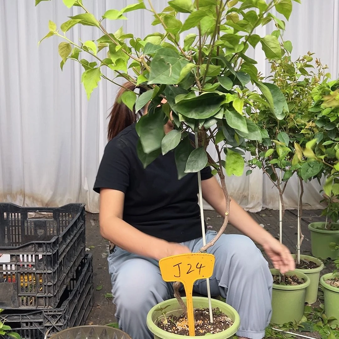 若***涵当前无花栽培后可以开花J24波妹