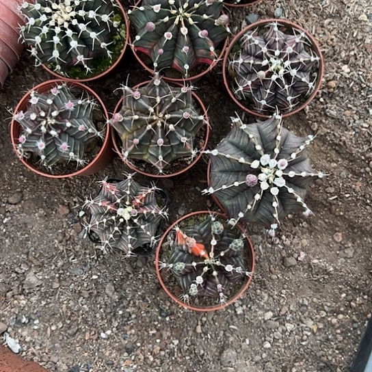 柏****)实生球10个46778889